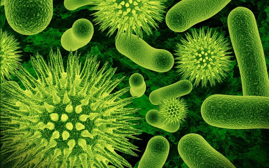 nitrosomonas-bacteria